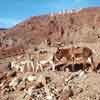 Calico California, February 1971